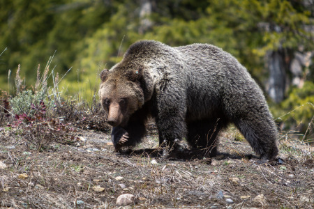 Grizzly Bear Walking on Hilltop