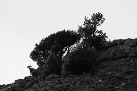 Bighorn Sheep Ram Poking Out from Trees