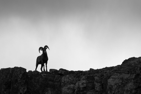 Bighorn Sheep Ram Silhouette on Ridgeline