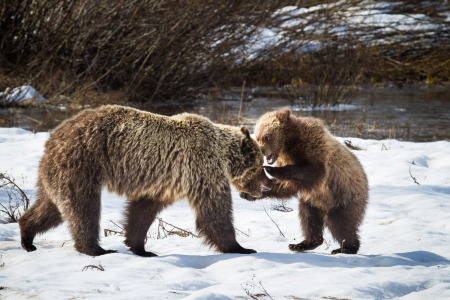 Grizzly Bear Sow and Cub Playing