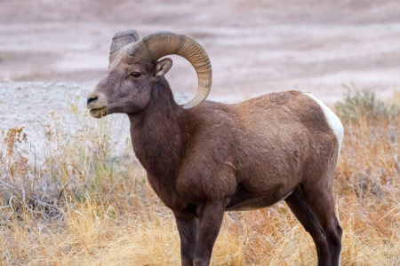 Bighorn Sheep Ram Eating