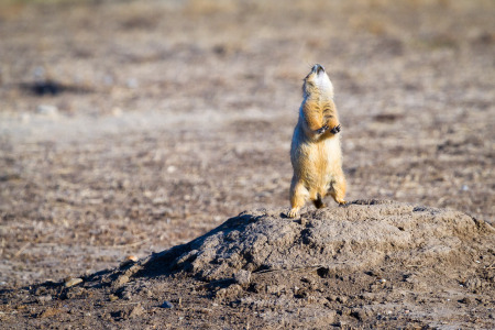 Prairie Dog Calling