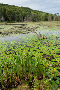 Lily Pads on Royal Pond