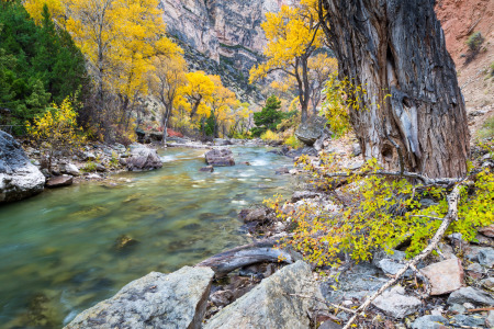 Fall Cottonwoods over Shell Creek