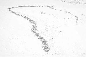 Large Elk Herd Migrating Up Miller Butte
