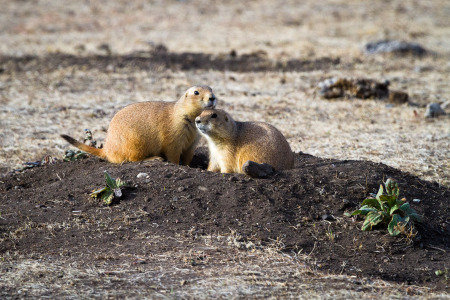 Prairie Dog Friends