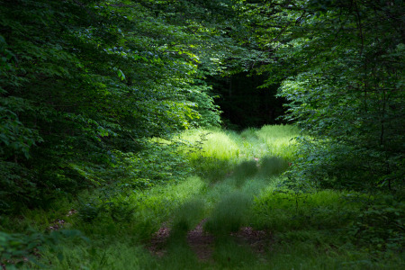 Trail Entering Dark Forest