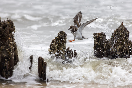 Sanderling Flying to Root Perch