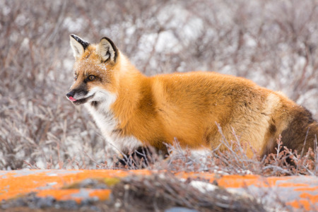 Hungry Red Fox