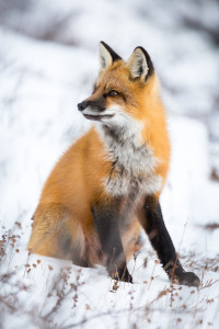 Red Fox Looking Up