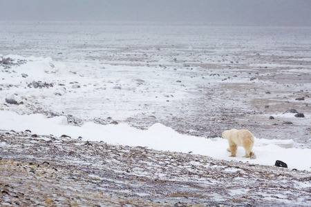 Polar Bear Walking Along Shore