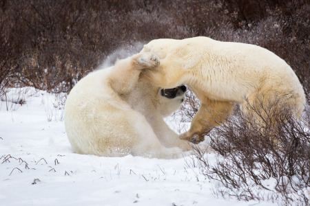Sparring Polar Bears