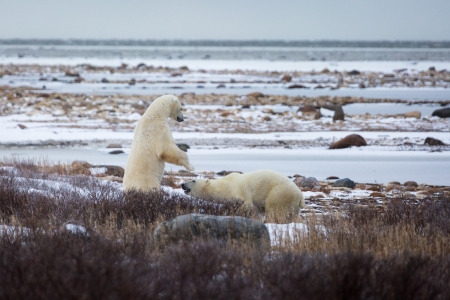 Polar Bears Sparring on Hudson Bay Shores