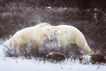 Sparring Polar Bears