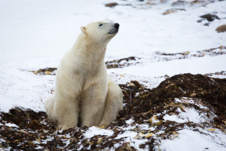 Polar Bear Smelling the Air