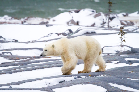 Polar Bear Walking on Rocky Terrain
