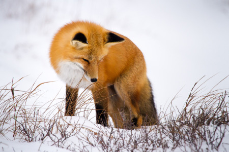 Red Fox Listening Through Snow