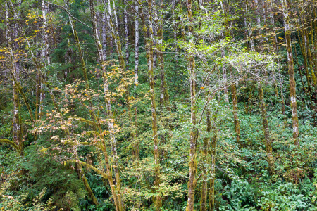 Old Growth Forest Rising Up Hill