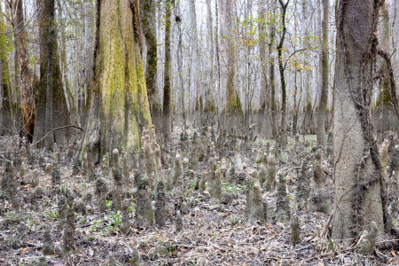 Cypress Tree Knees Rising Out of the Swamp Floor