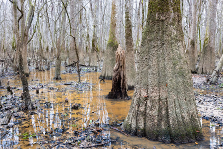 Large Water Tupelo Trees in Murky Pool