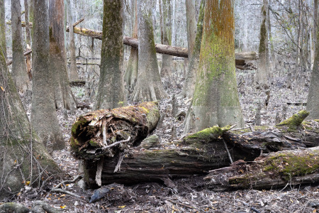 Fallen Loblolly Pine Along Boardwalk Trail