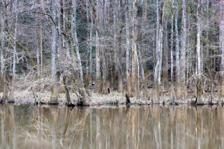 Winter Swamp Trees Rising Above Weston Lake
