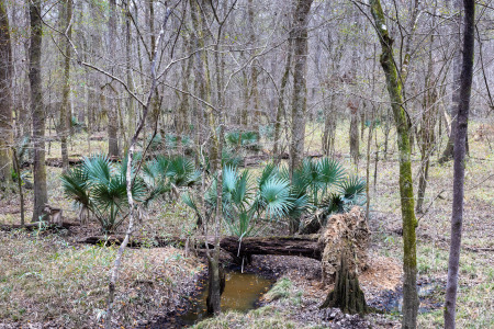 Dwarf Palmettos Growing on Forest Floor