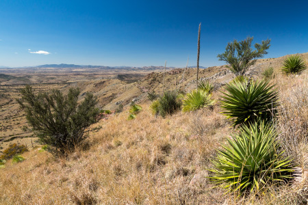 Yucca in Desert Grasslands