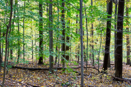 Early Fall Colors in Hardwood Forest