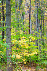 Early Fall Colors in Hardwood Forest