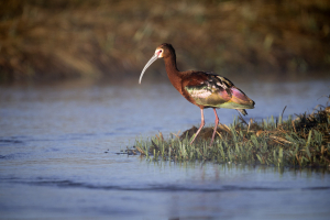 White-Faced Ibis Standing on Point