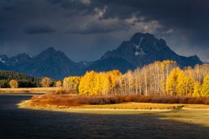 Golden Aspens Below Mount Moran