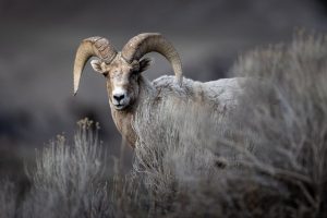 Bighorn Sheep Ram Behind Sagebrush