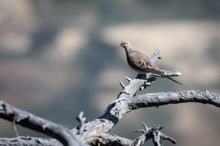 Mourning Dove on Large Branch