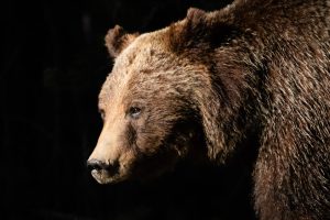 Grizzly Bear 399 in Evening