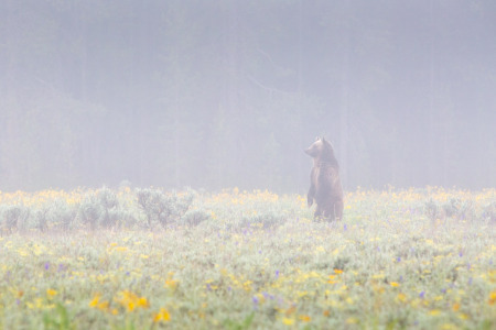 Grizzly Sub-Adult Standing in Wildflowers