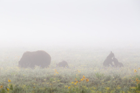 Grizzly Cubs Wrestling in Fog