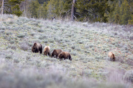 Grizzly Bears Foraging on Hillside