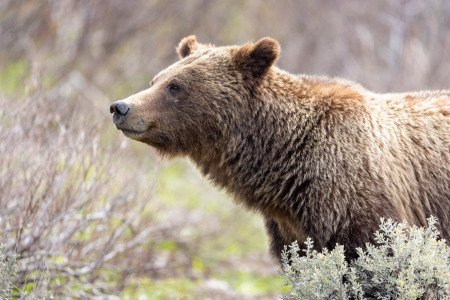Grizzly Bear 399 Peacefully Standing in a Meadow
