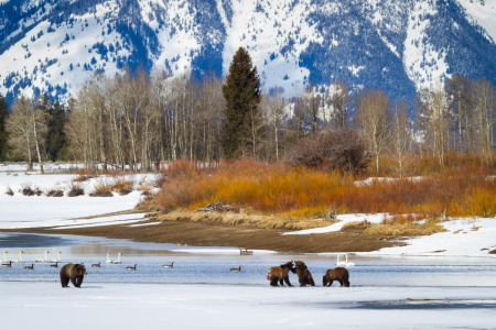 Grizzly Bears Along Oxbow Bend