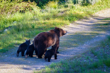 Grizzly Bear #399 and Cubs