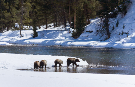 Grizzly Bear and Cubs Along River