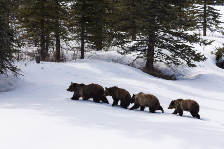 Grizzly Bear 399 and Cubs Entering Forest