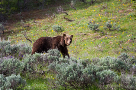 Grizzly 610 Walking Near Spring Meadow