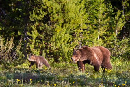 Grizzly Bear #399 and Cub