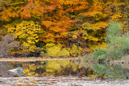 Autumn Leaves in Pond