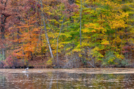 Canada Goose Below Fall Colors