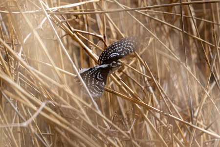 Downy Woodpecker Flying in Grasses