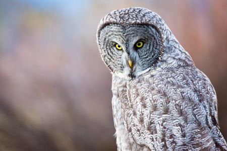 Perched Great Gray Owl