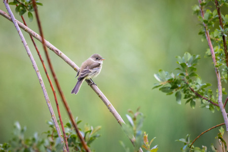 Willow Flycatcher Perched on Branch
